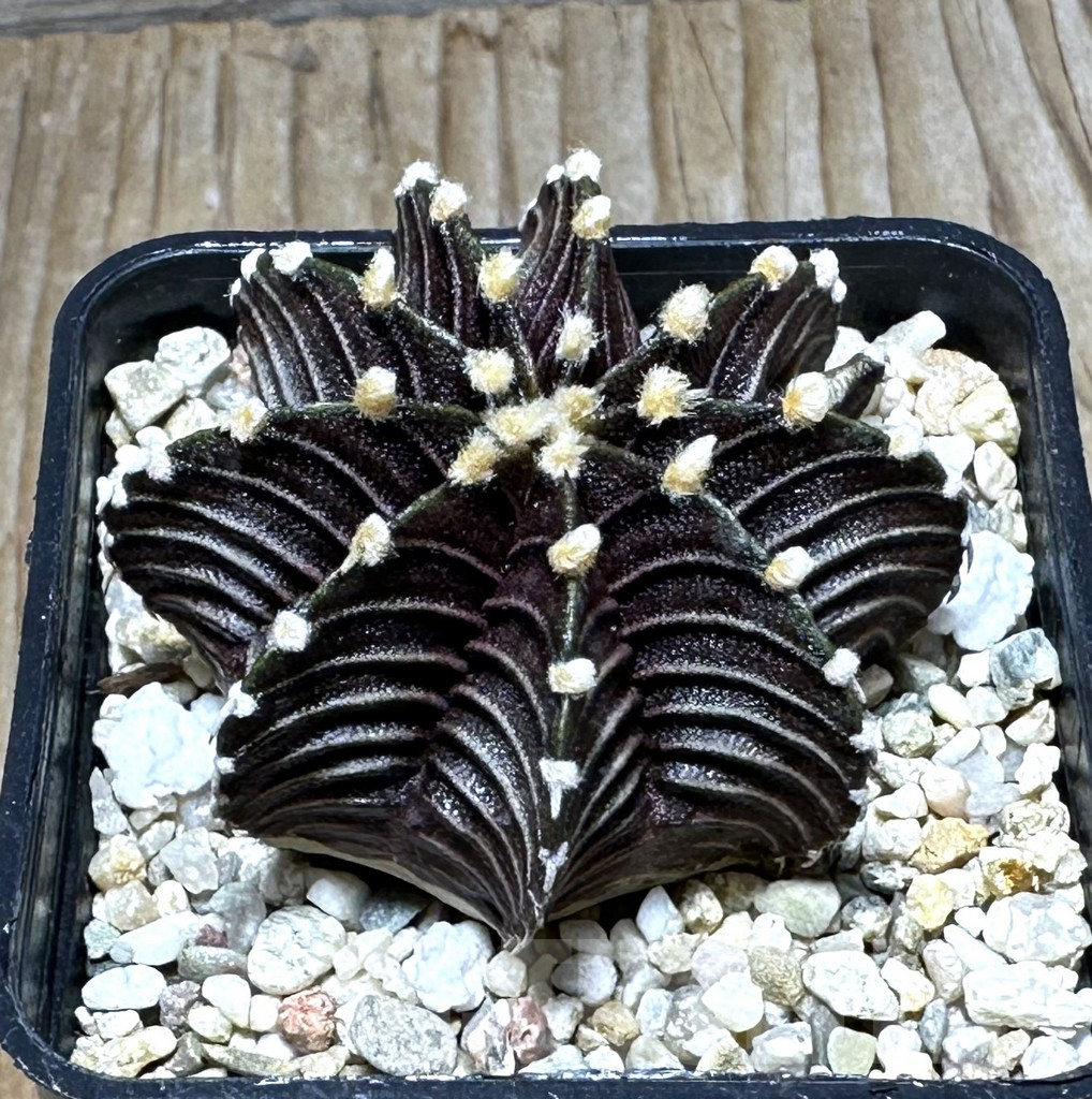 SHPR30738 Gymnocalycium friedrichii VOS 1241