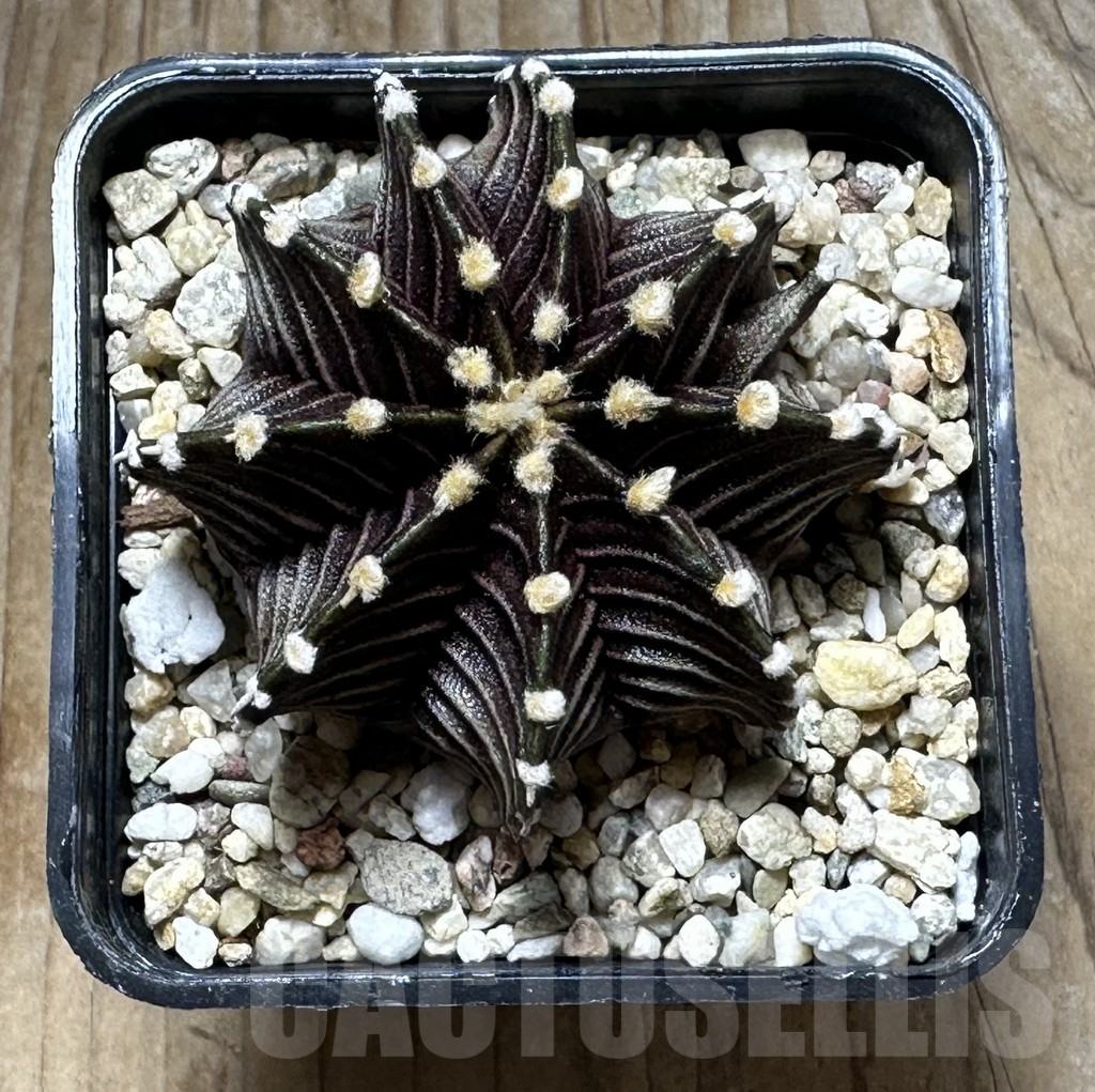 SHPR30738 Gymnocalycium friedrichii VOS 1241 - Зображення 2
