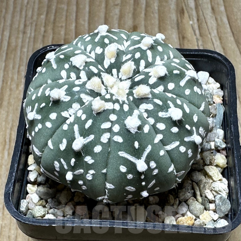 SHPR30743 Astrophytum asterias ‘Super Kabuto’ V-type