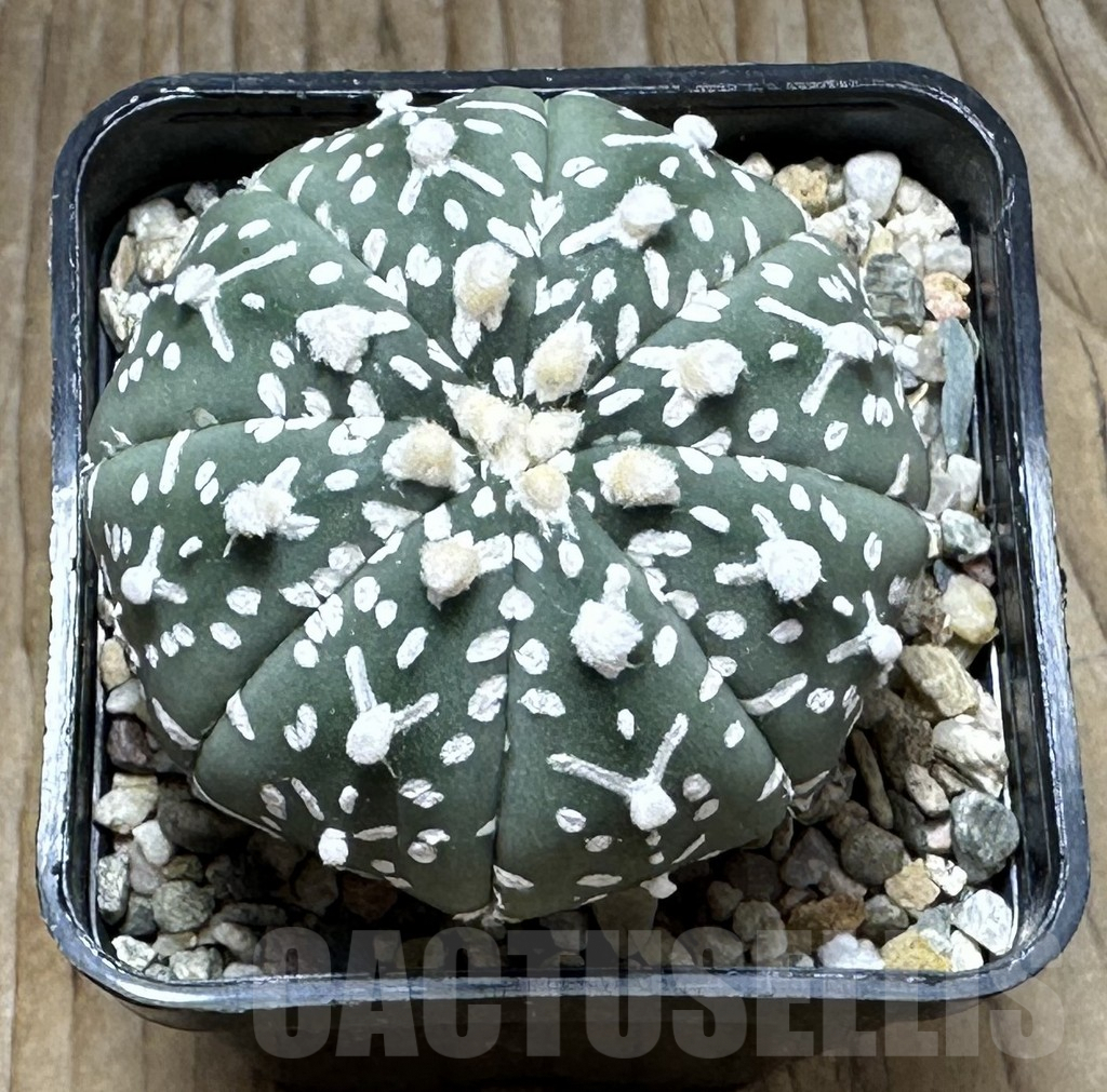 SHPR30743 Astrophytum asterias ‘Super Kabuto’ V-type - Зображення 2
