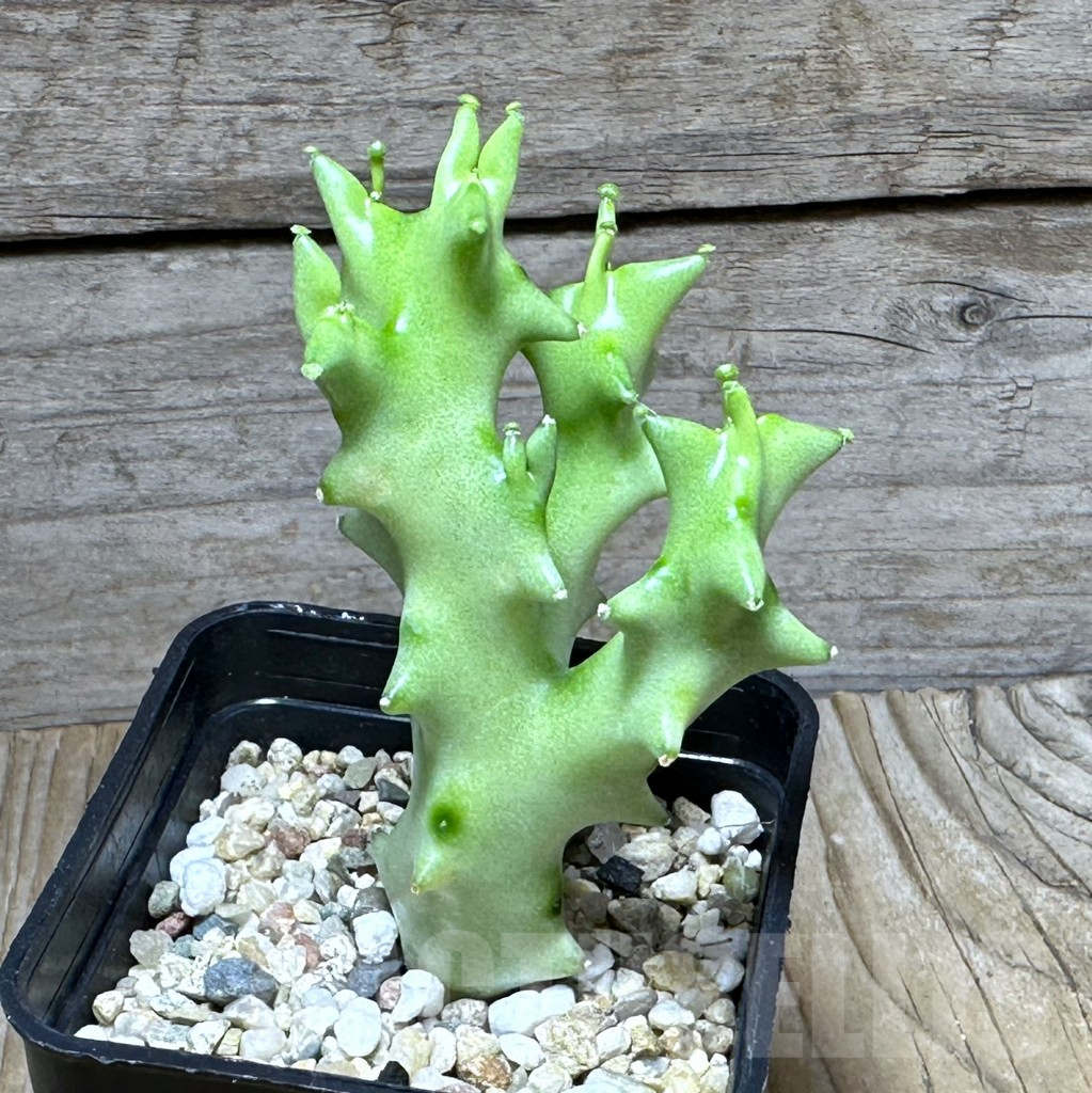 SHPR30749 Caralluma socotrana