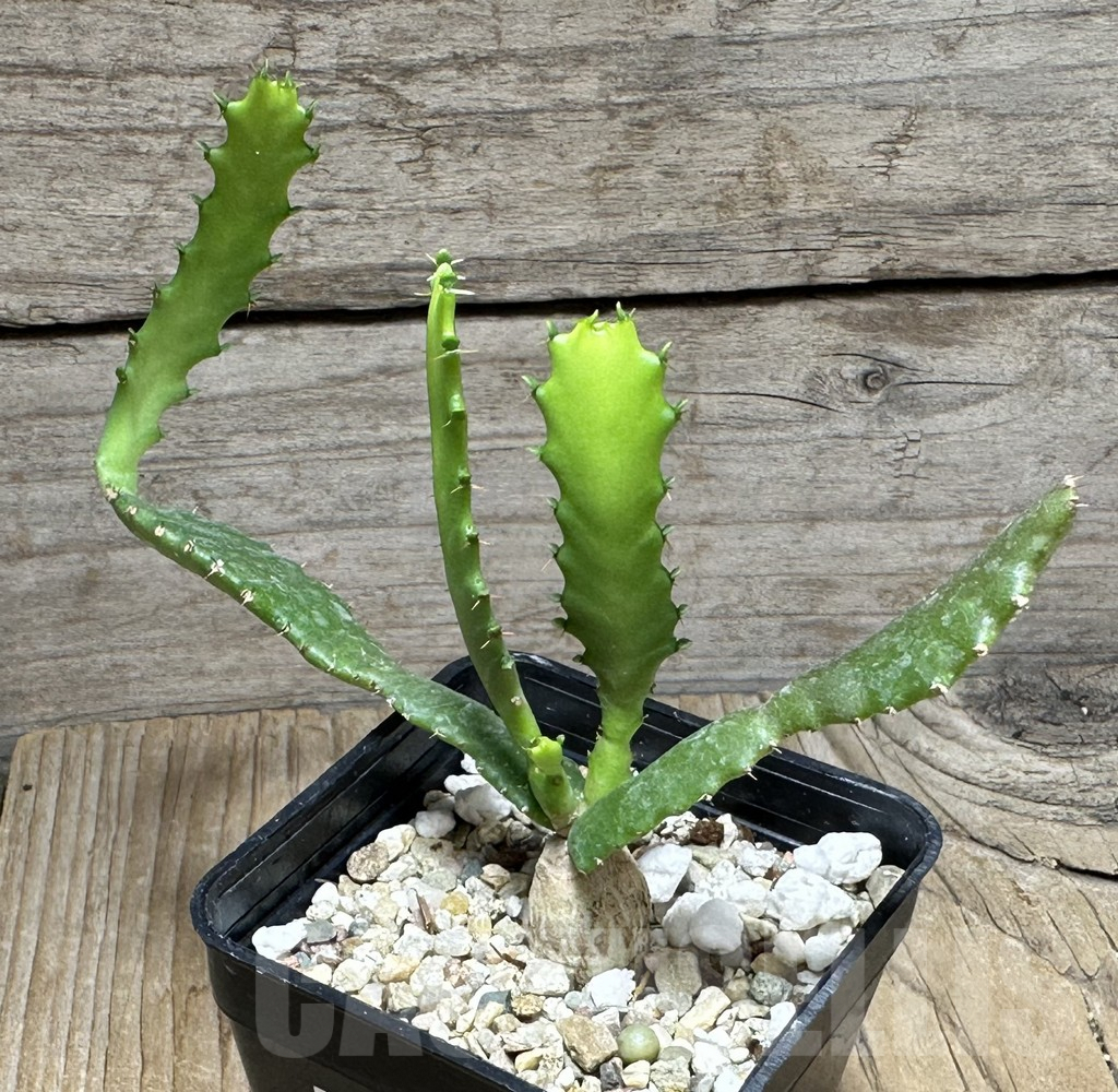 SHPR30756 Euphorbia stellata - Image 2