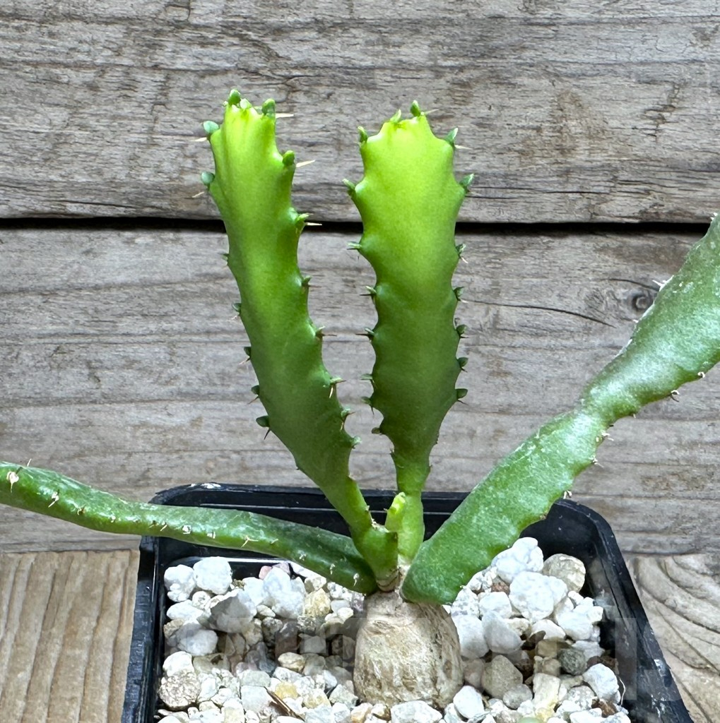 SHPR30756 Euphorbia stellata