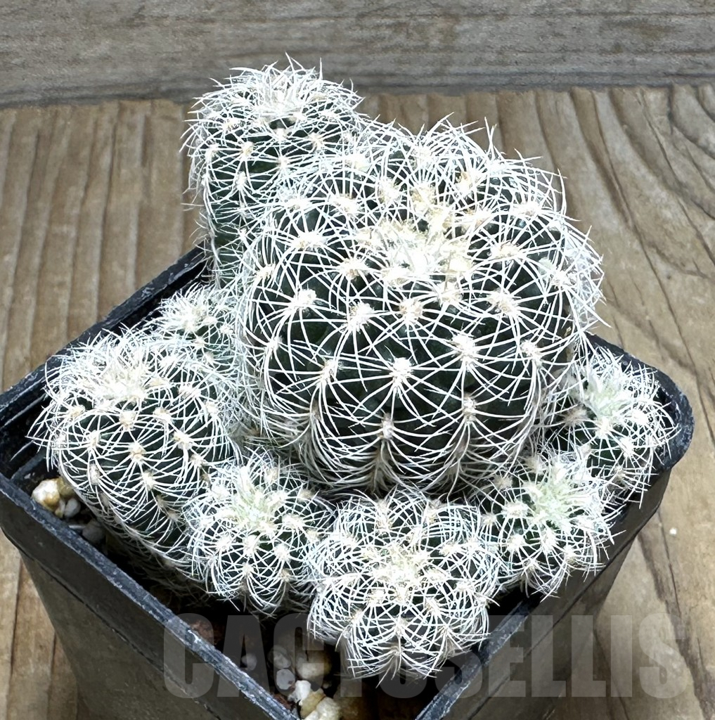SHPR30884 Gymnocalycium bruchii renatae GN 236