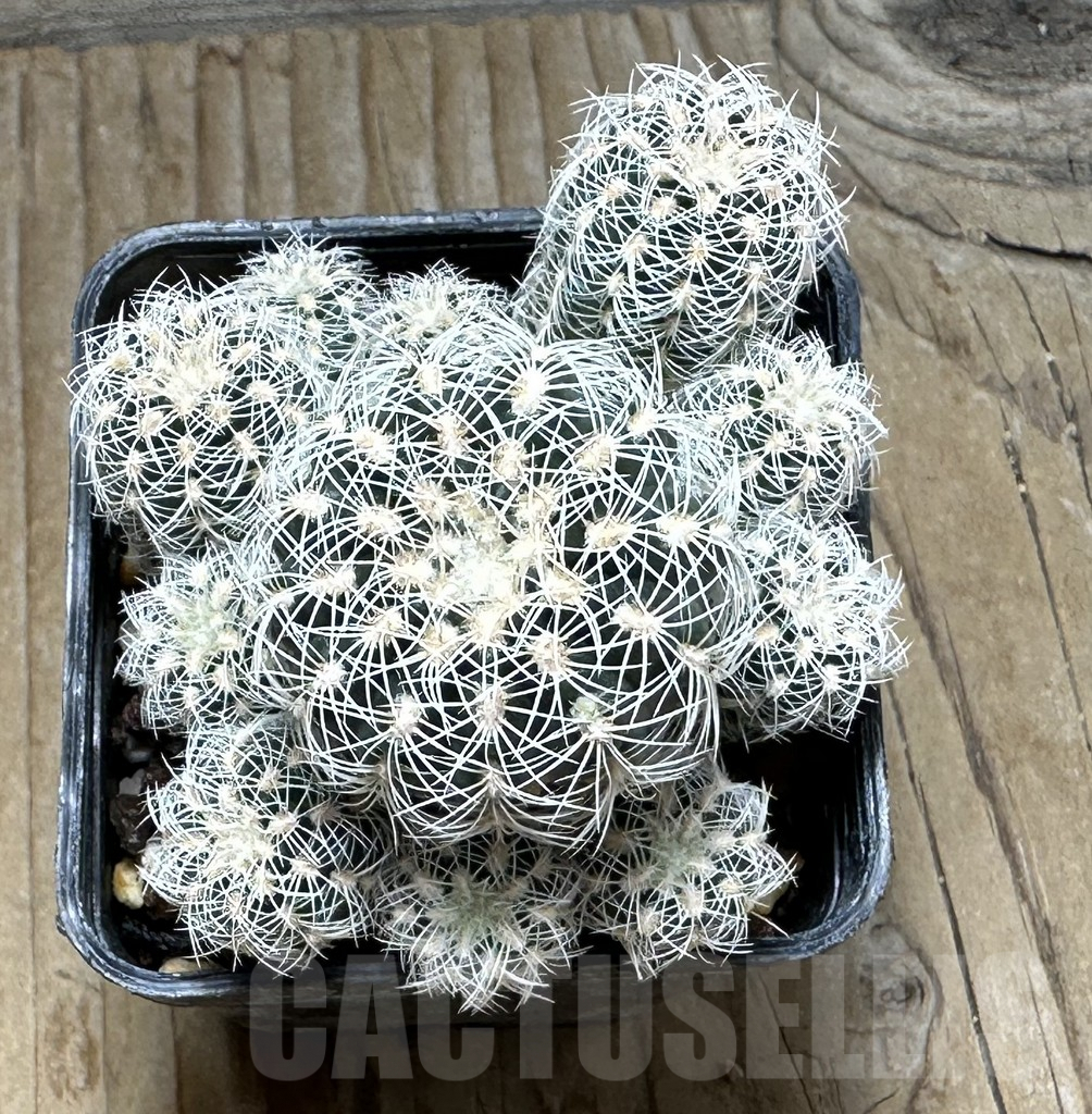 SHPR30884 Gymnocalycium bruchii renatae GN 236 – Image 2