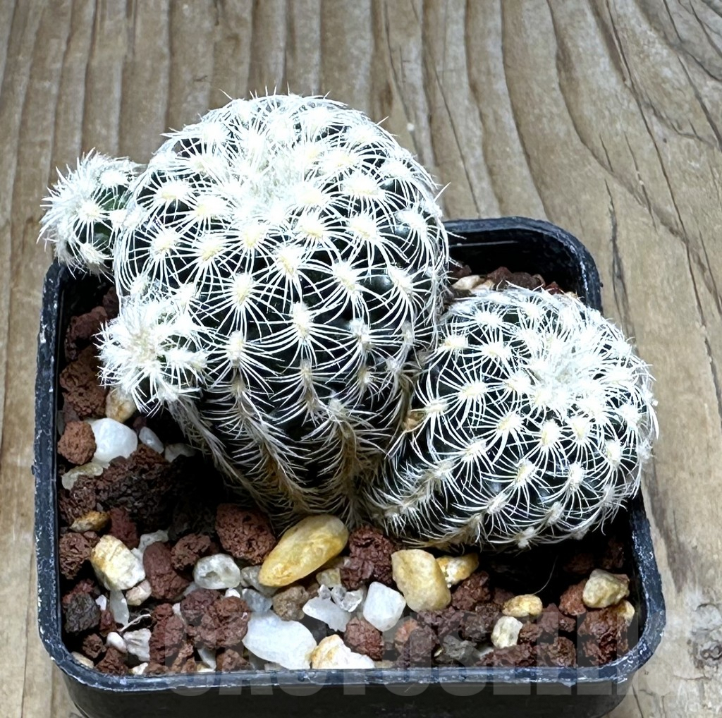 SHPR30885 Gymnocalycium bruchii