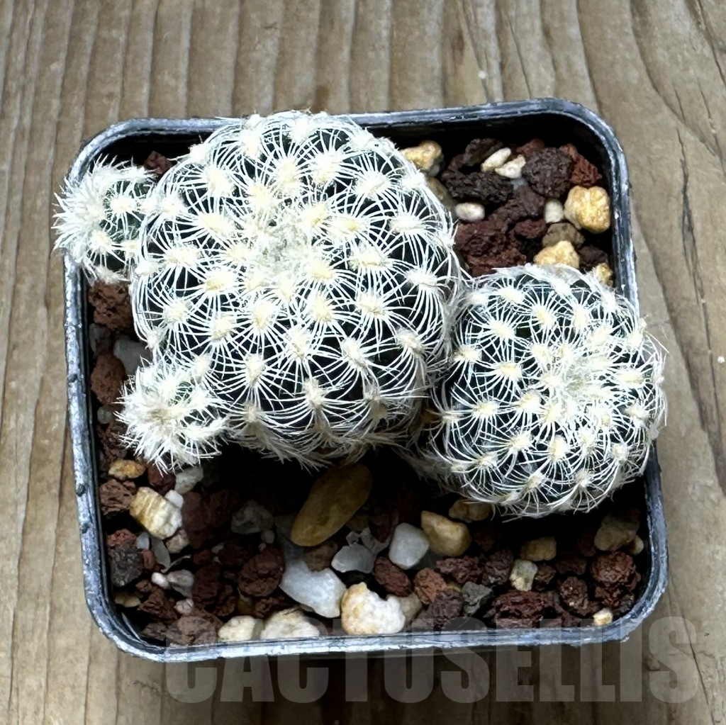 SHPR30885 Gymnocalycium bruchii – Image 2