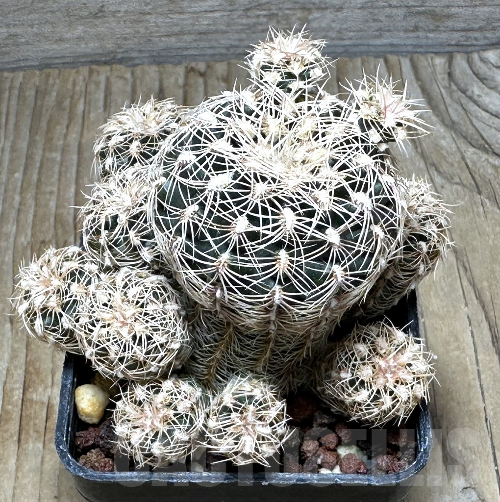 SHPR30887 Gymnocalycium bruchii