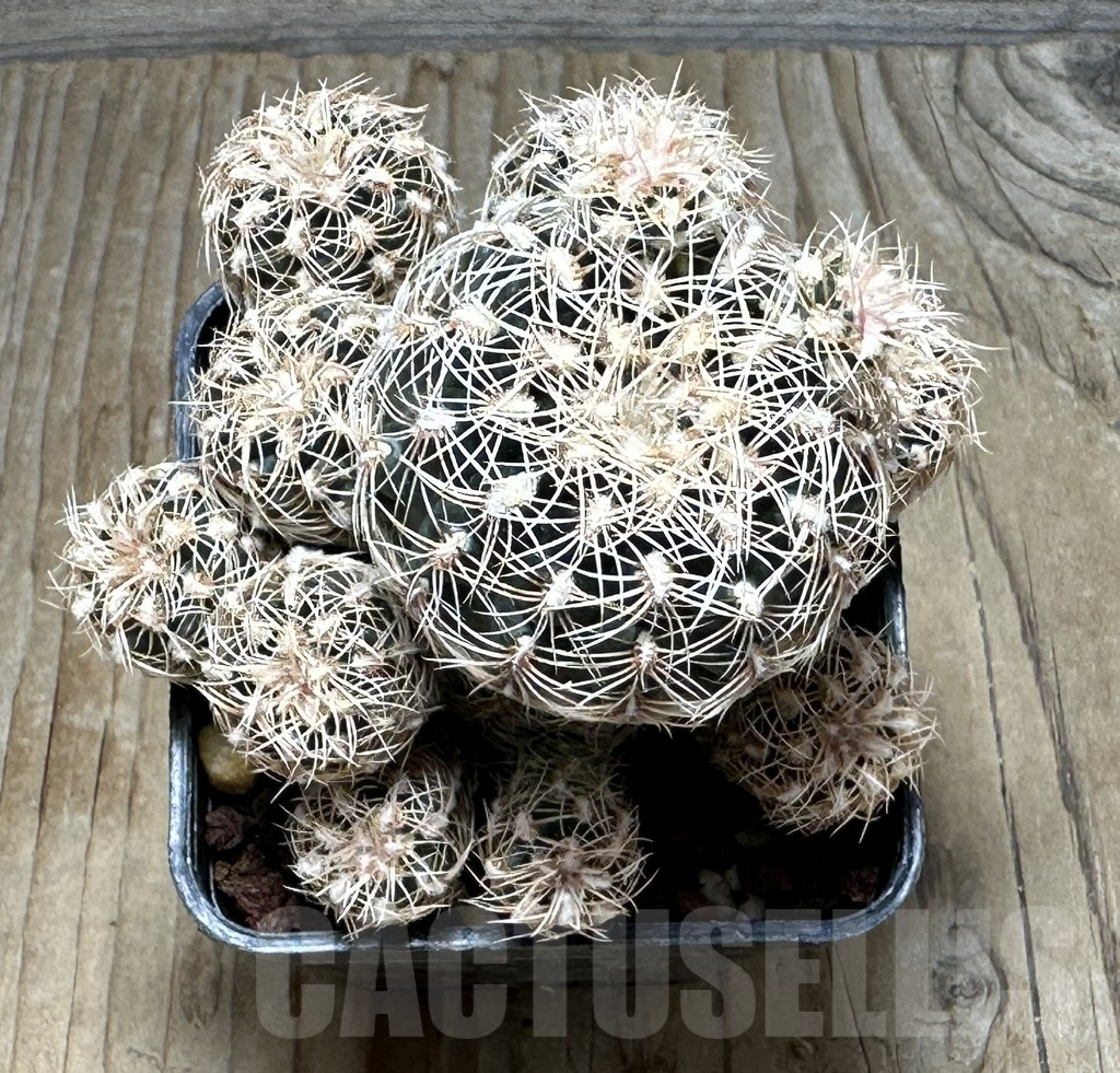 SHPR30887 Gymnocalycium bruchii - Image 2
