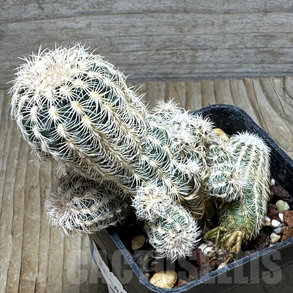 SHPR30888 Gymnocalycium bruchii