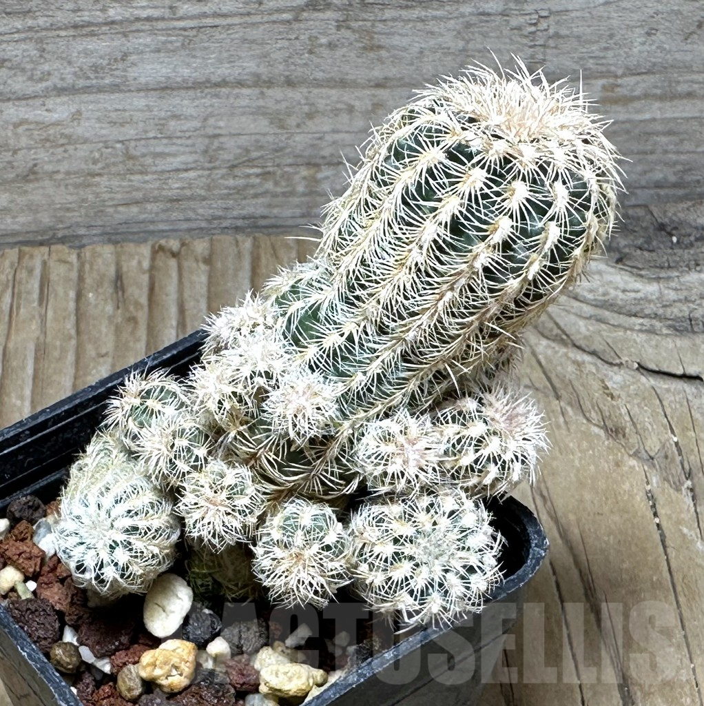 SHPR30888 Gymnocalycium bruchii - Image 2