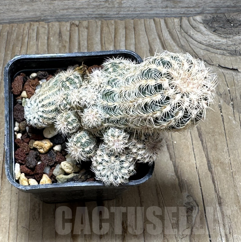 SHPR30888 Gymnocalycium bruchii - Image 3