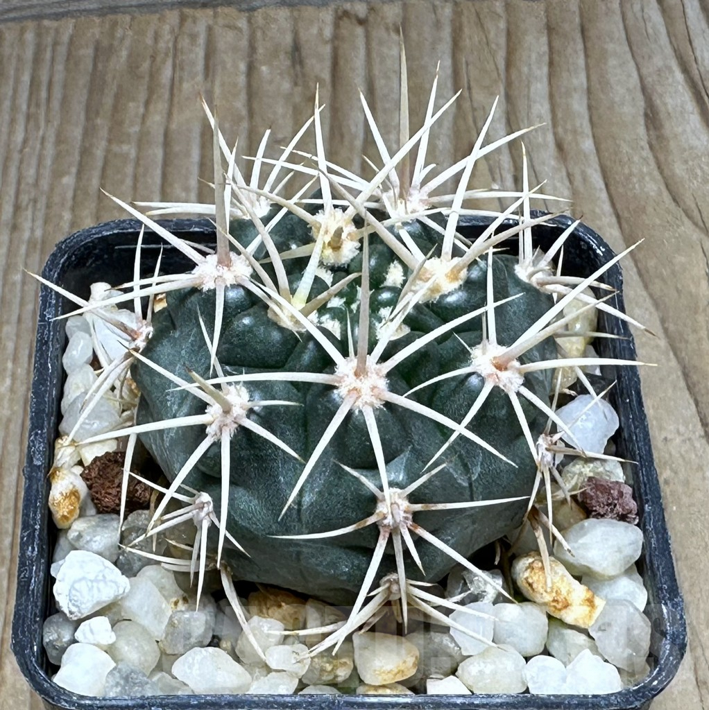 SHPR30891 Gymnocalycium neuhuberi white spines