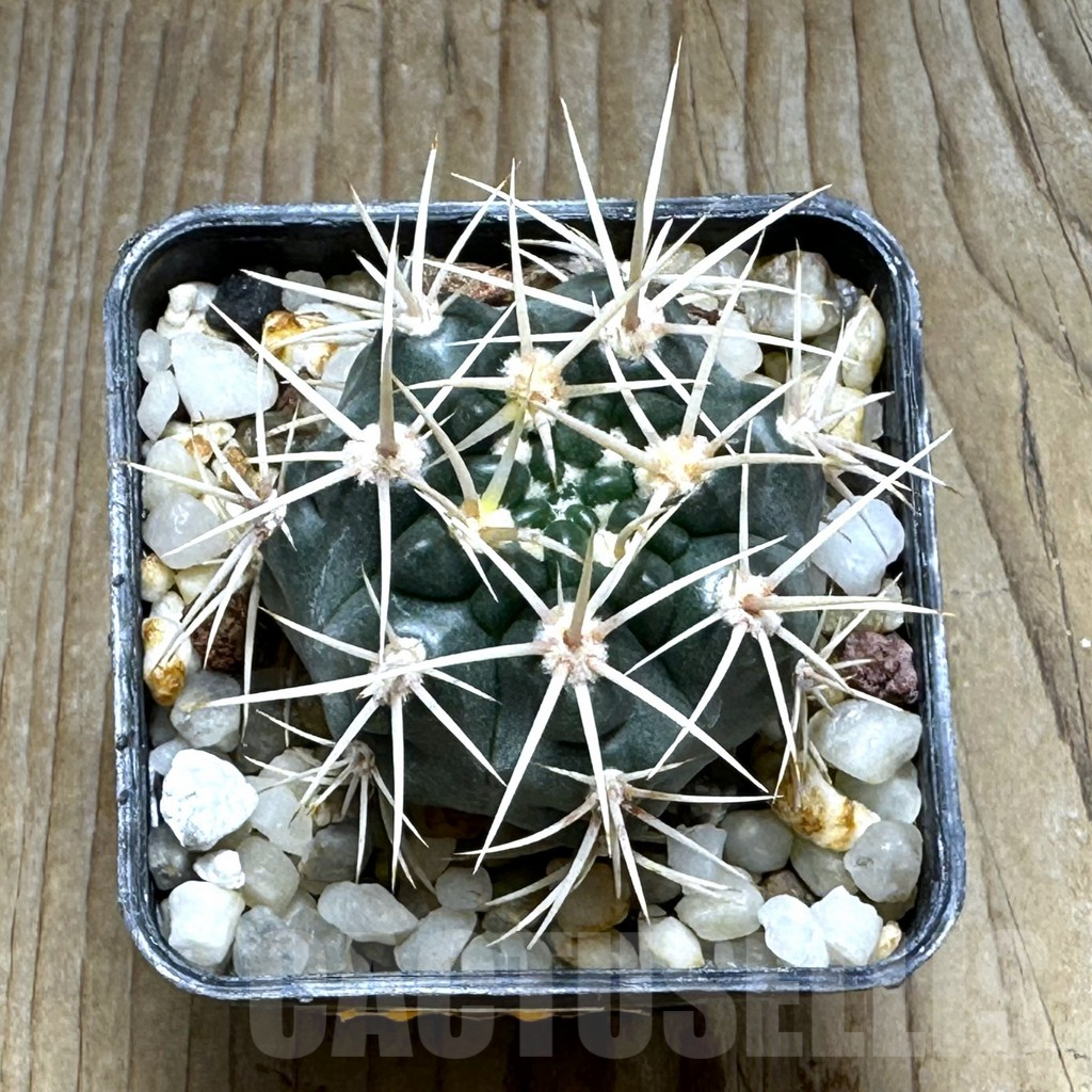 SHPR30891 Gymnocalycium neuhuberi white spines - Obrázek 2