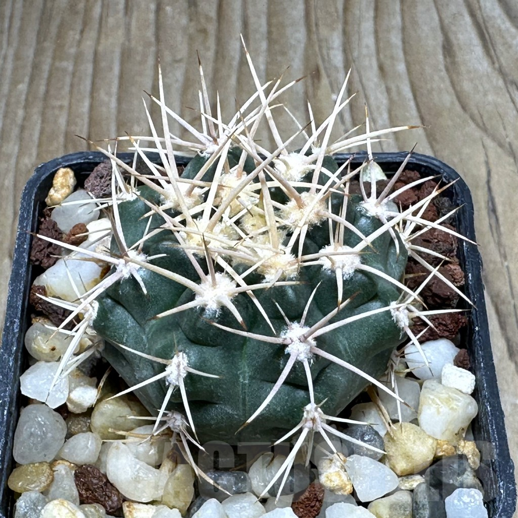 SHPR30892 Gymnocalycium neuhuberi white spines