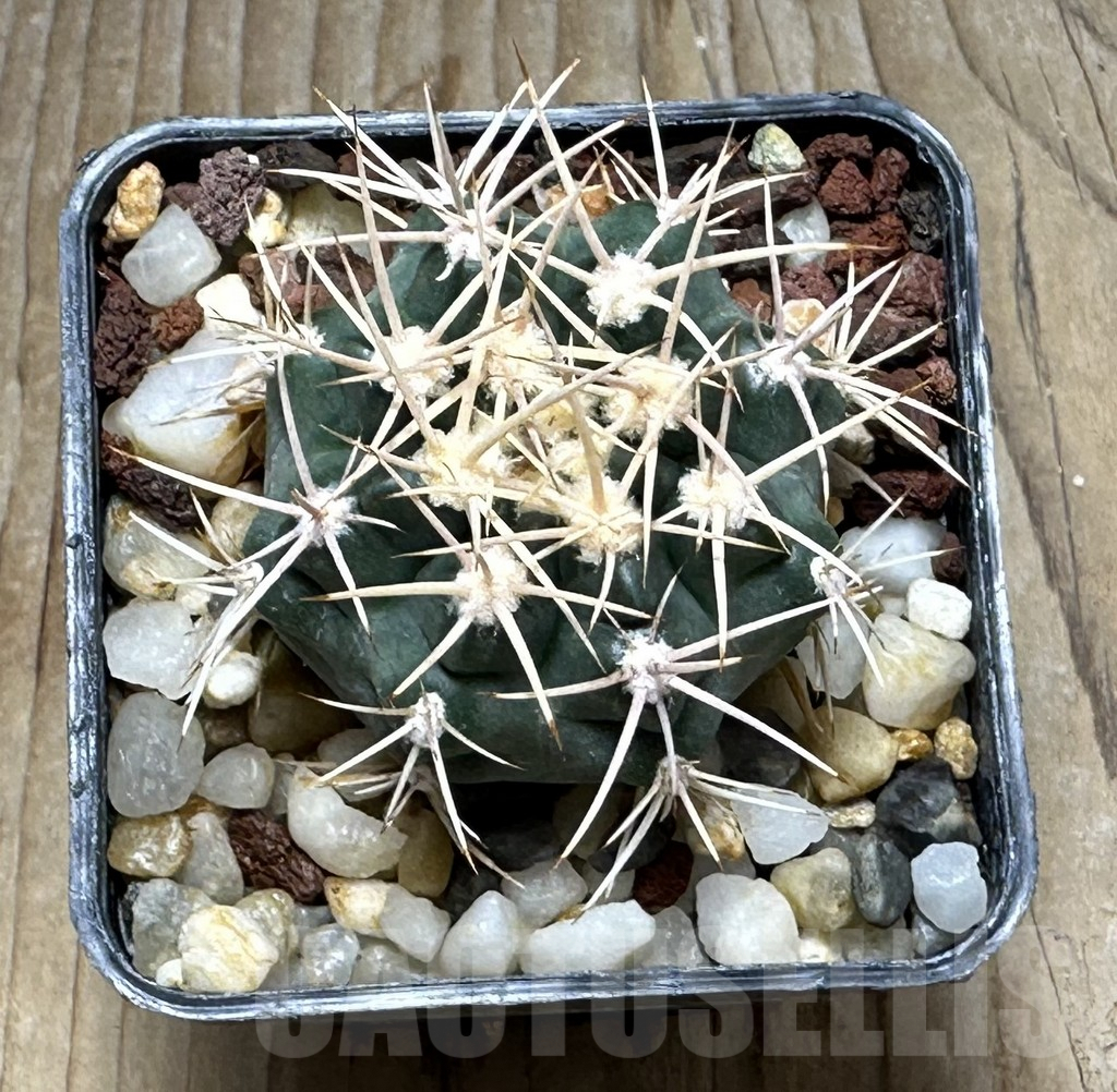 SHPR30892 Gymnocalycium neuhuberi white spines - Obrázek 2
