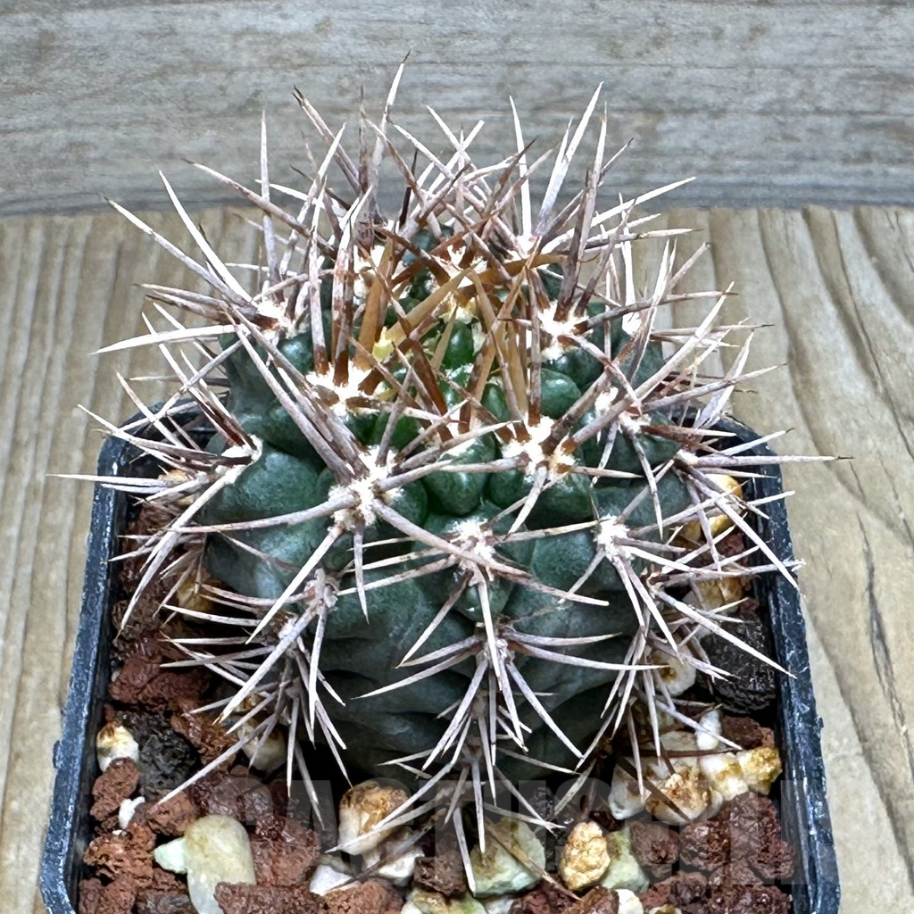 SHPR30893 Gymnocalycium neuhuberi brown spines