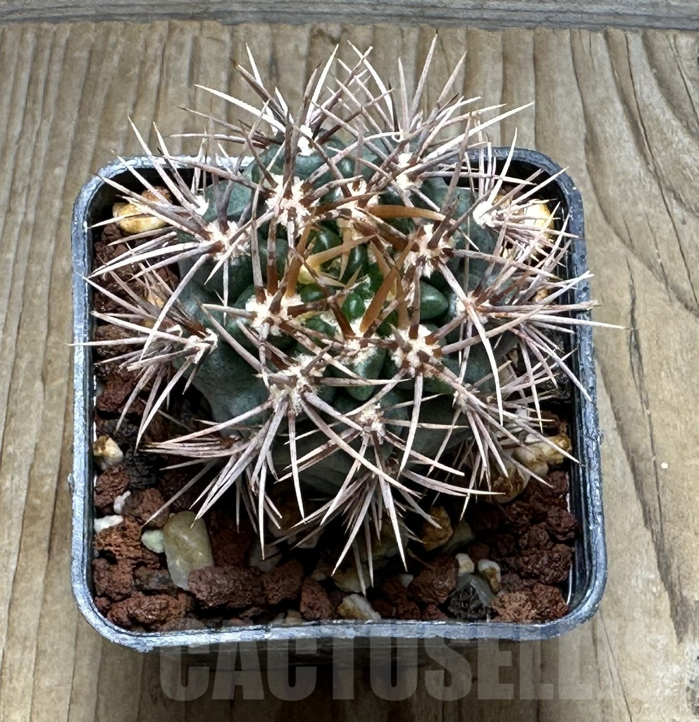 SHPR30893 Gymnocalycium neuhuberi brown spines - Obrázek 2