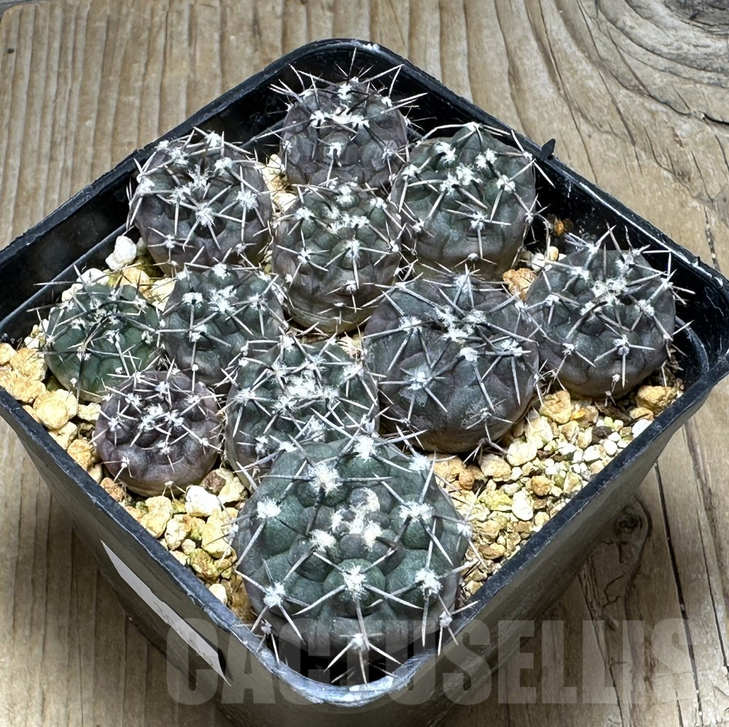 SHPR30899 Gymnocalycium berchtii 11 plants