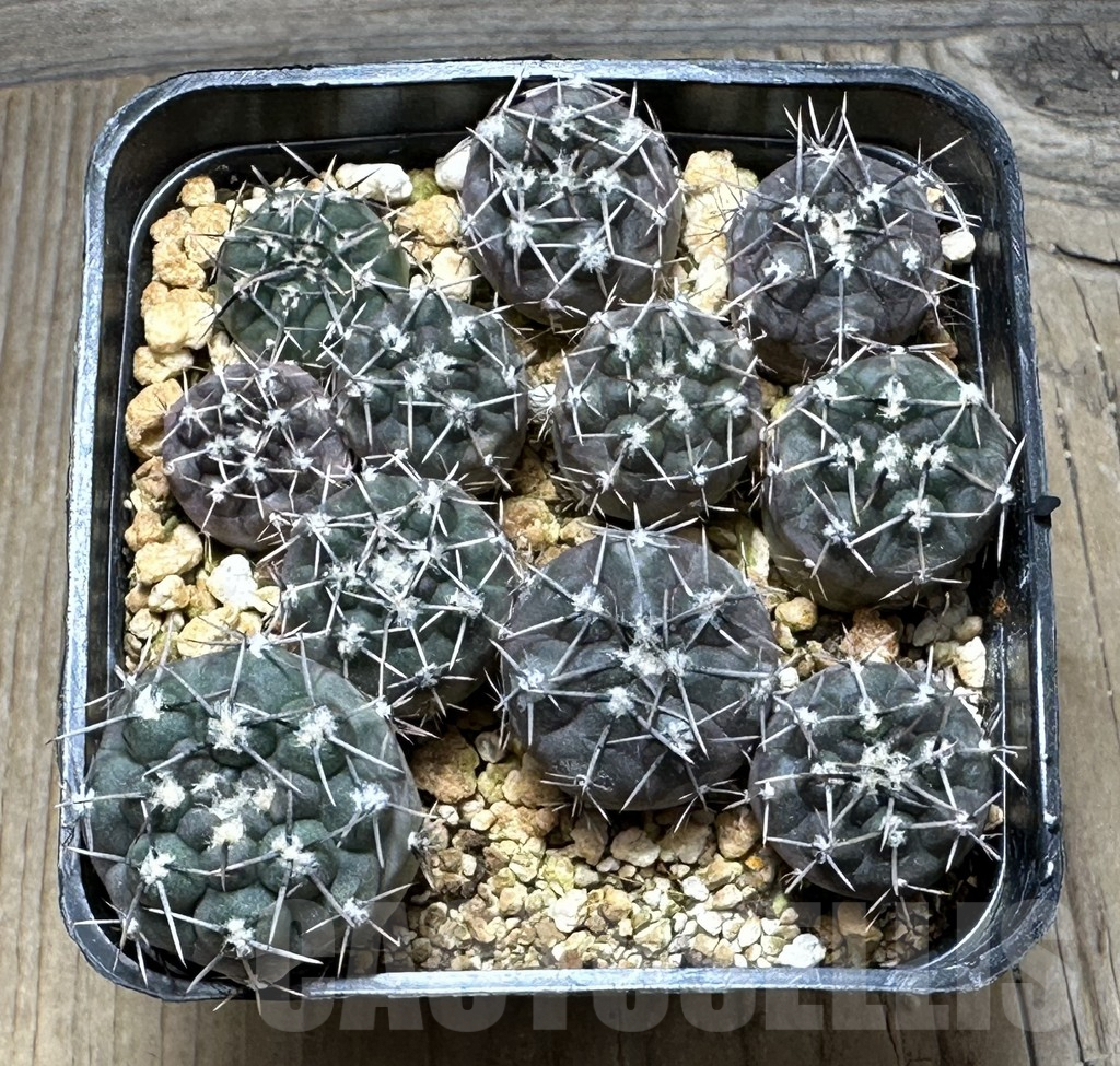 SHPR30899 Gymnocalycium berchtii 11 plants - Image 2