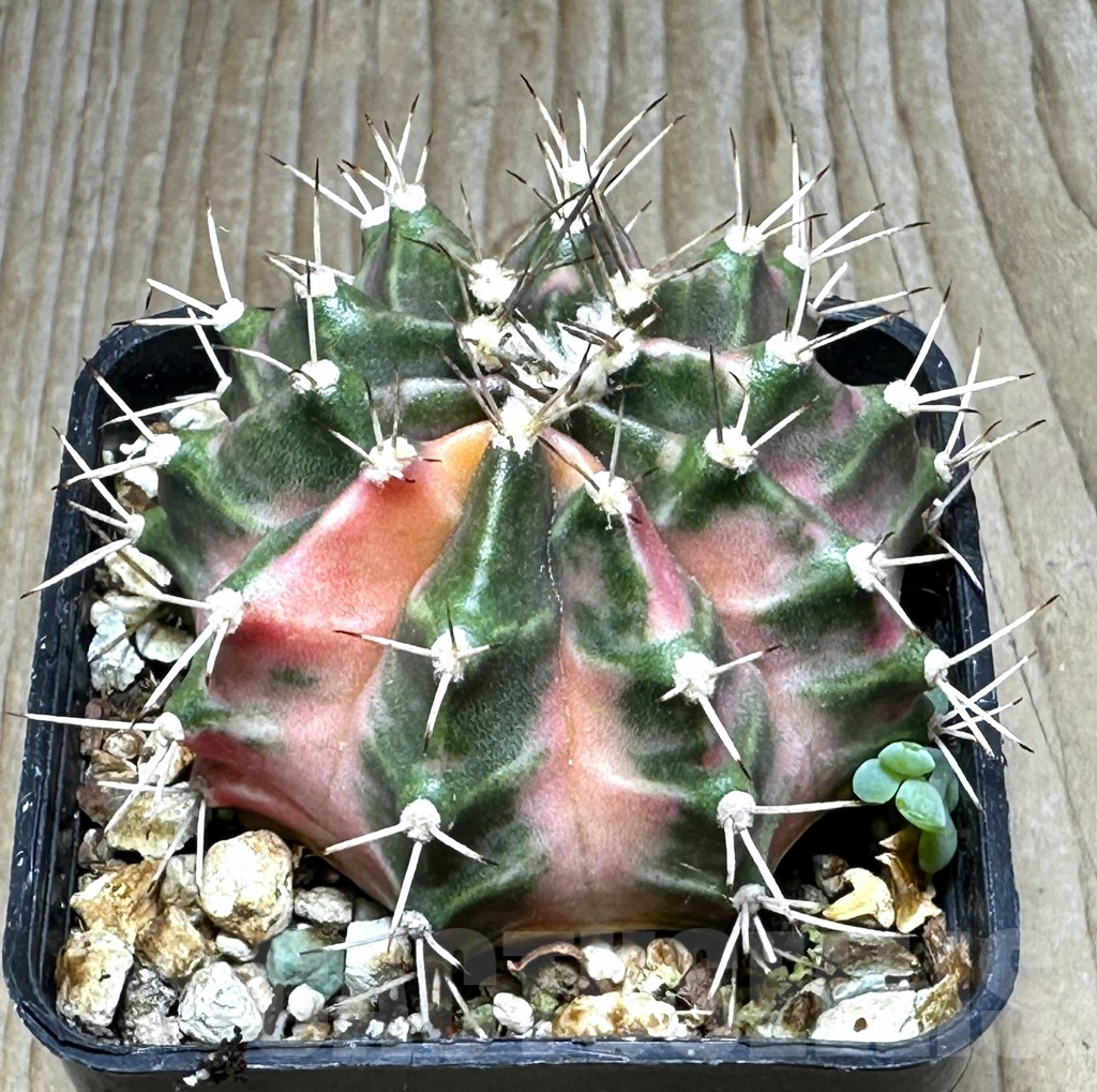 SHPR30901 Gymnocalycium mihanovichii ‘Dragon Egg’