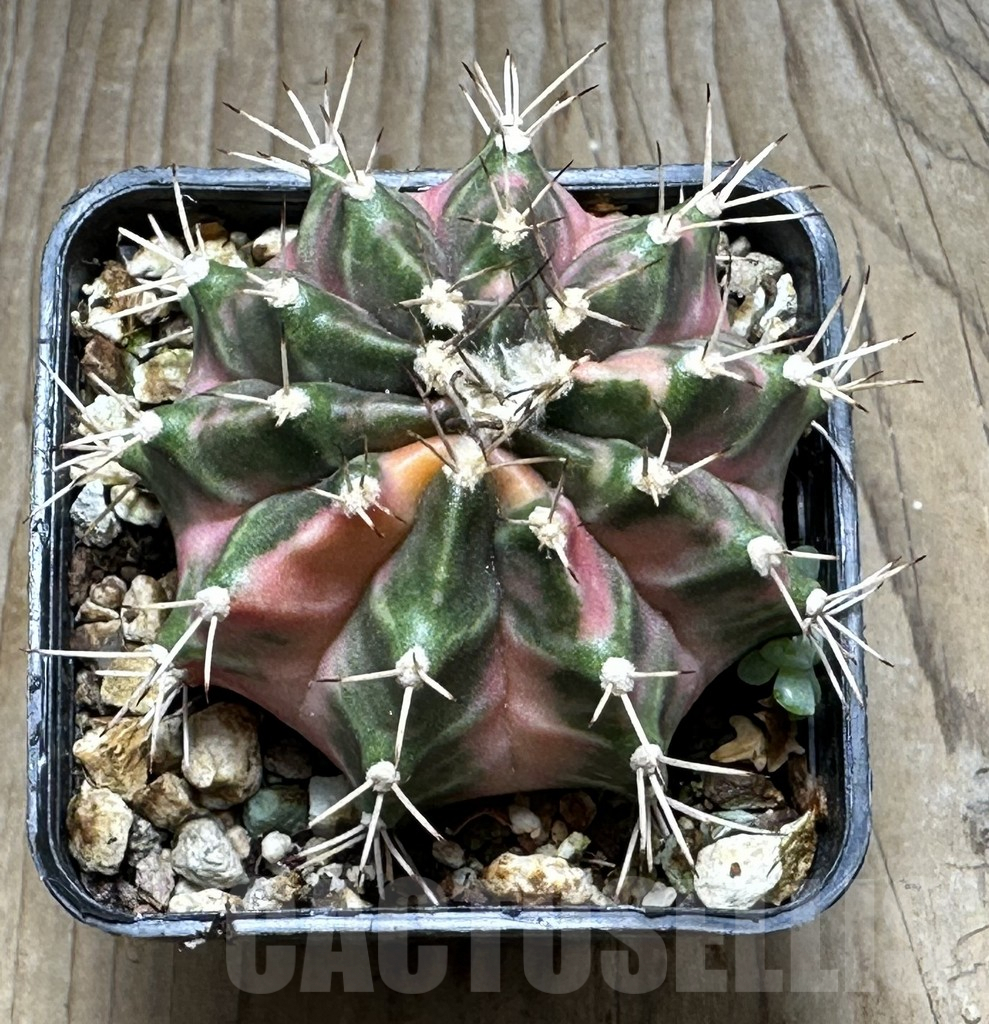 SHPR30901 Gymnocalycium mihanovichii ‘Dragon Egg’ – Bild 2
