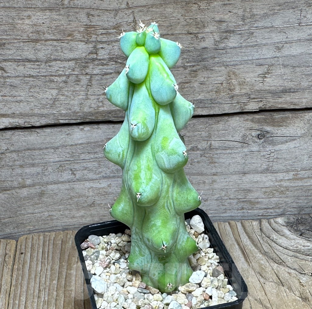 SHPR30905 Myrtillocactus geometrizans ‘Fukurokuryuzinboku’