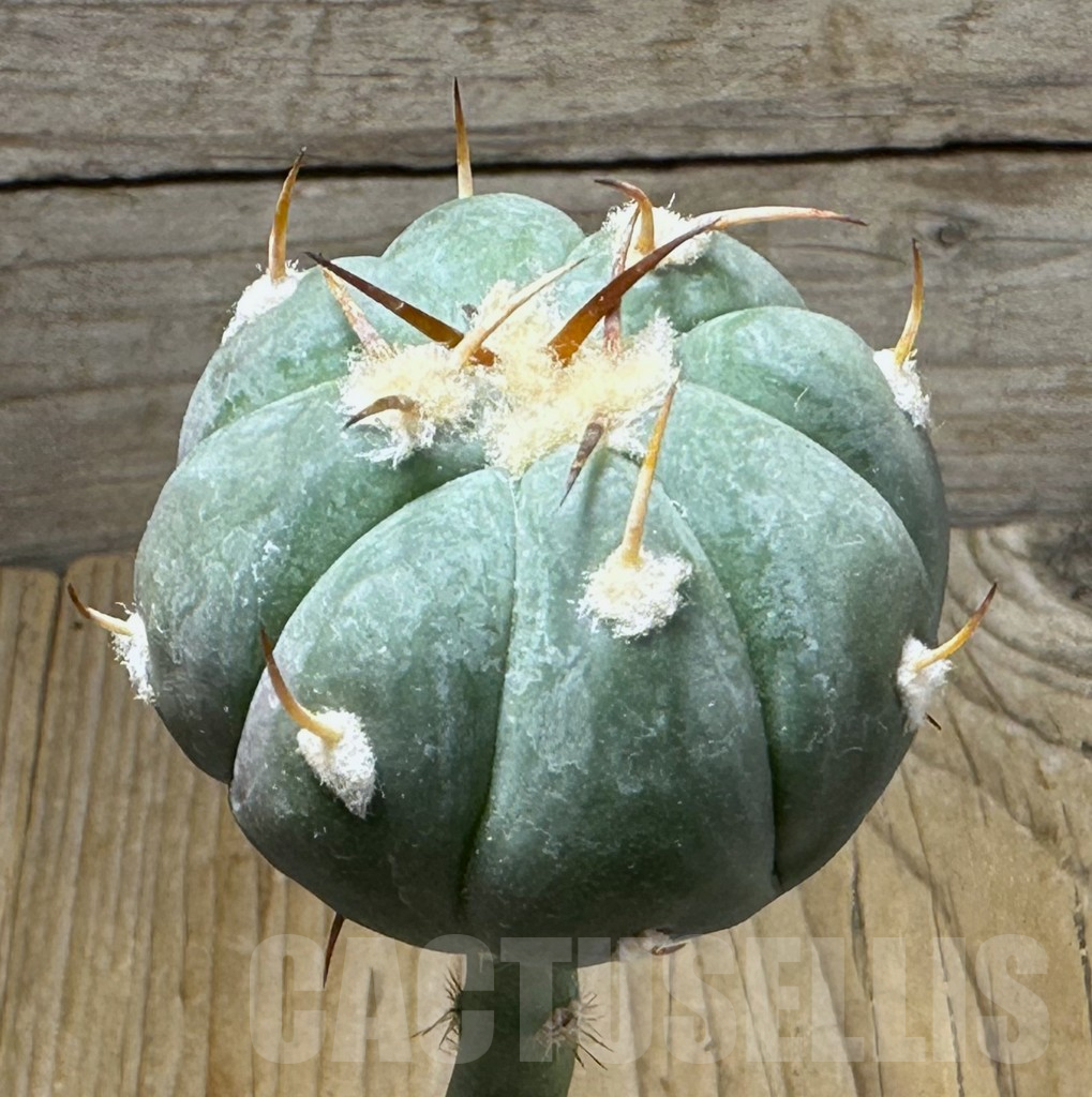 SHPR30907 Echinocactus horizonthalonius RUS 034, seedling grafted