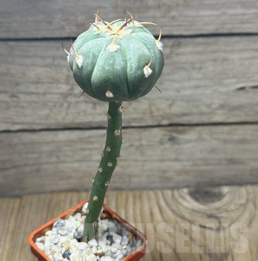 SHPR30907 Echinocactus horizonthalonius RUS 034, seedling grafted - Image 2