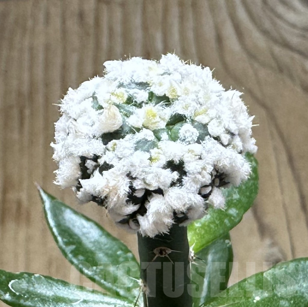 SHPR30910 Astrophytum asterias ‘Hanazono’, grafted