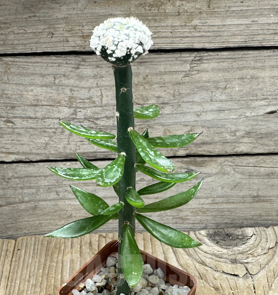 SHPR30910 Astrophytum asterias ‘Hanazono’, grafted – Bild 2