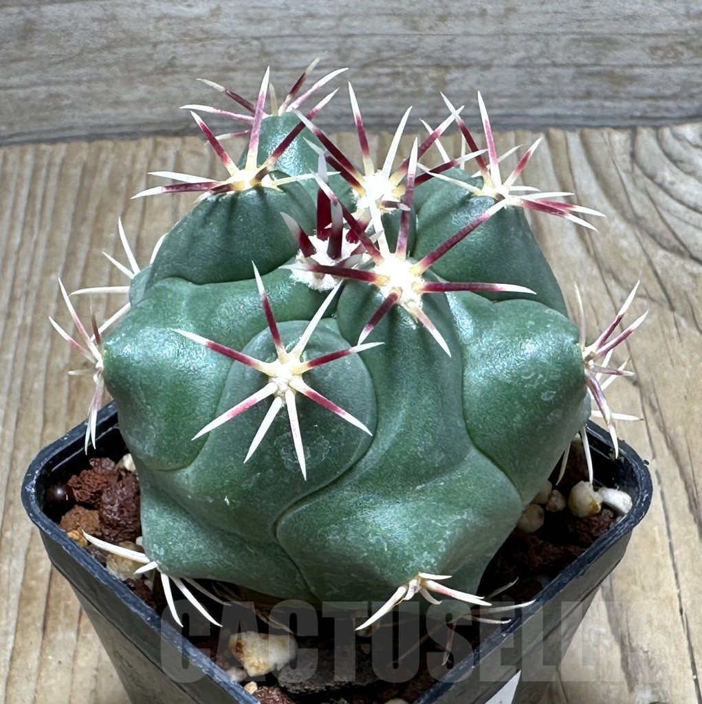 SHPR30920 Thelocactus heterochromus kohres
