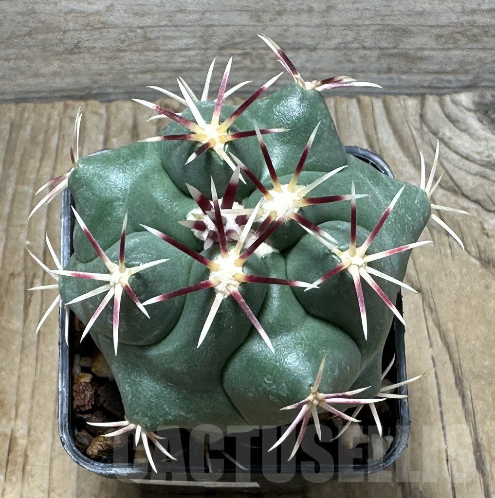 SHPR30920 Thelocactus heterochromus kohres - immagine 2