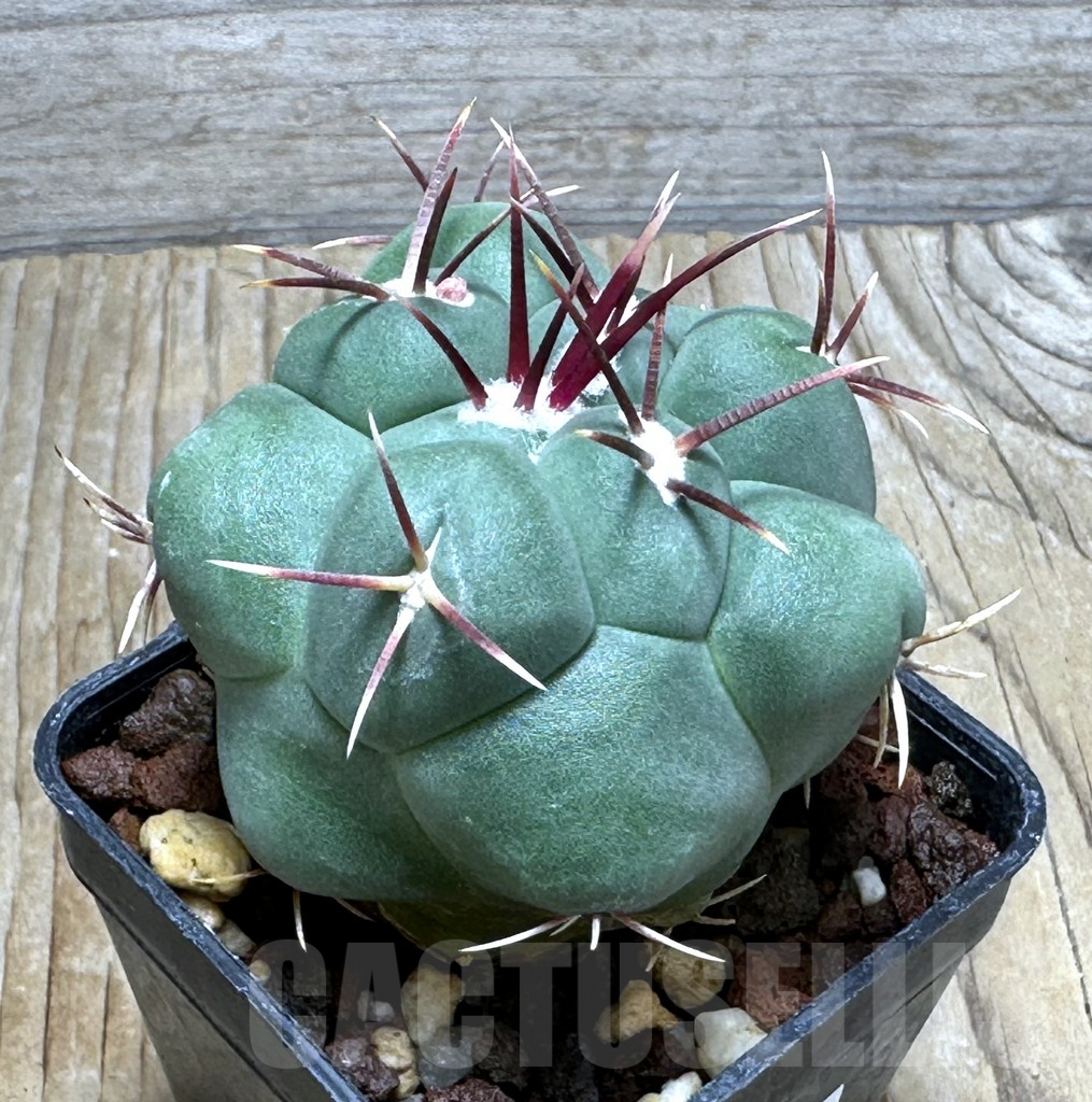 SHPR30921 Thelocactus hexaedrophorus v. paradensis