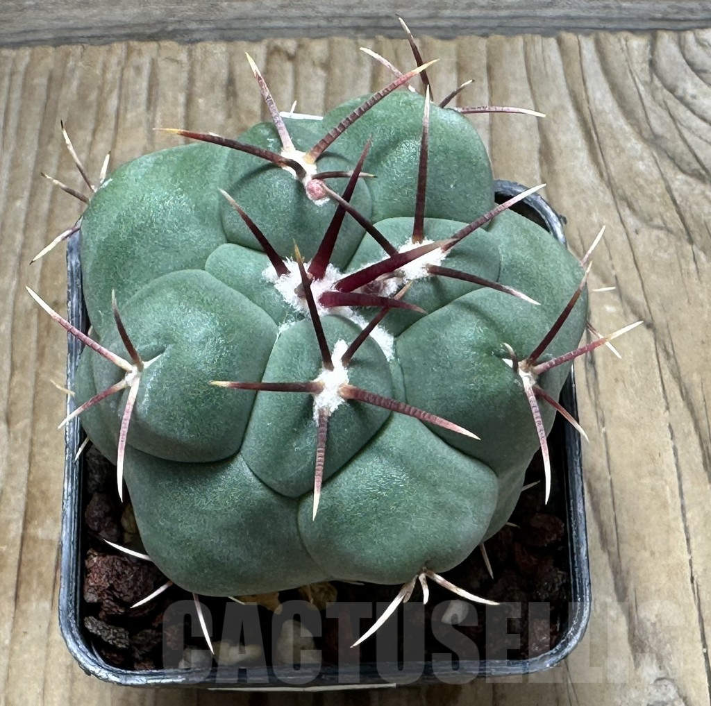SHPR30921 Thelocactus hexaedrophorus v. paradensis - Image 2