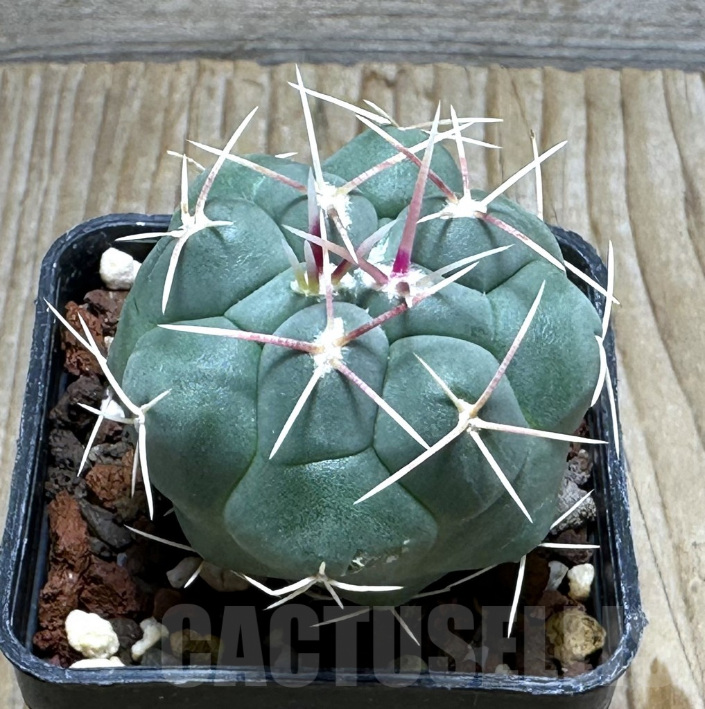 SHPR30924 Thelocactus hexaedrophorus v. fossulatus