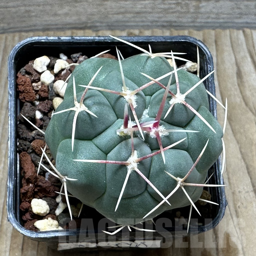 SHPR30924 Thelocactus hexaedrophorus v. fossulatus - immagine 2
