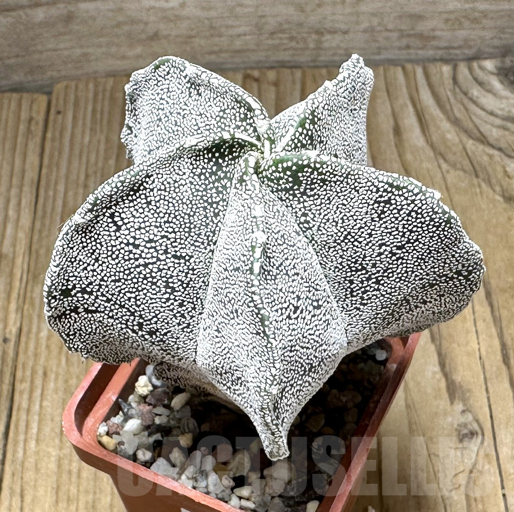 SHPR30966 Astrophytum myriostigma ‘Onzuka’