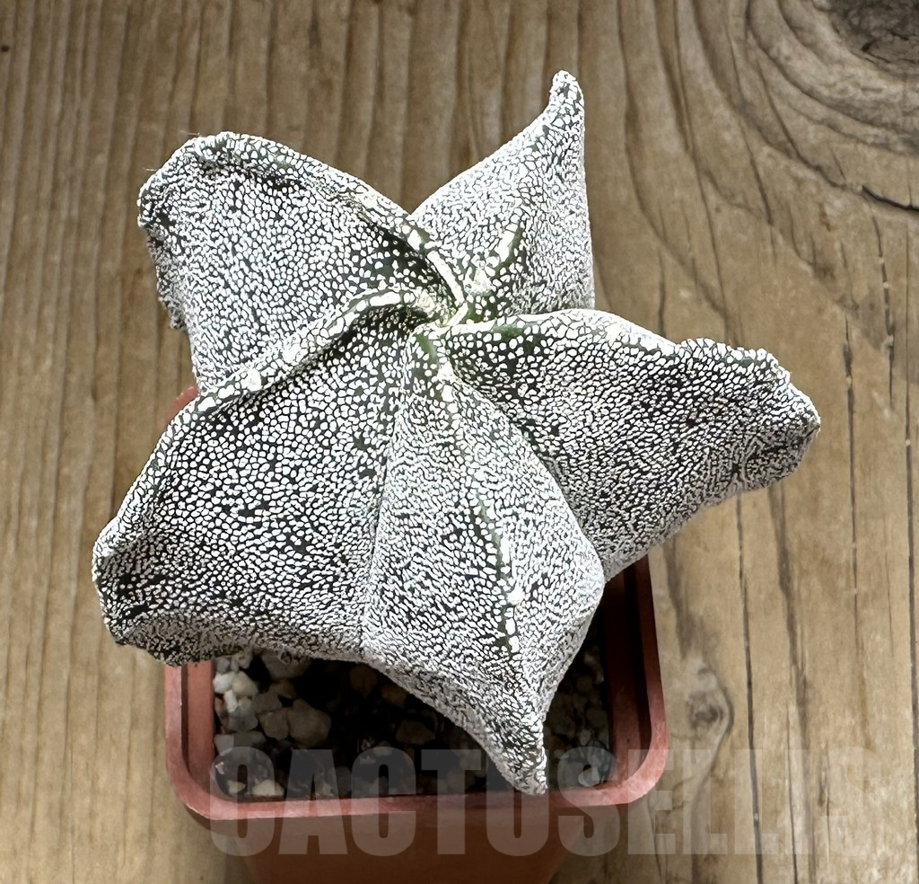 SHPR30966 Astrophytum myriostigma ‘Onzuka’ - Image 2