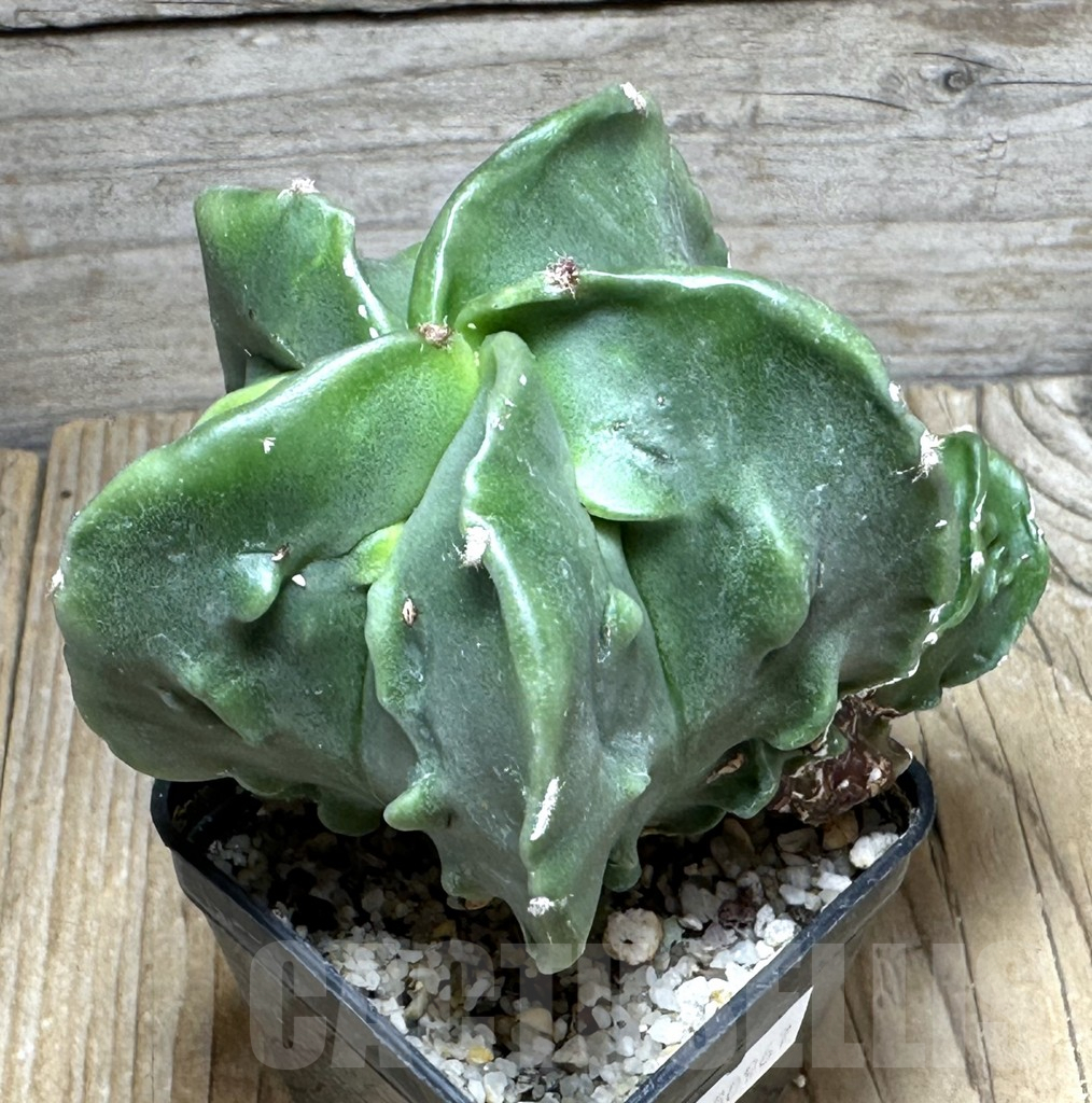 SHPR30967 Astrophytum myriostigma ‘Fukuryu’