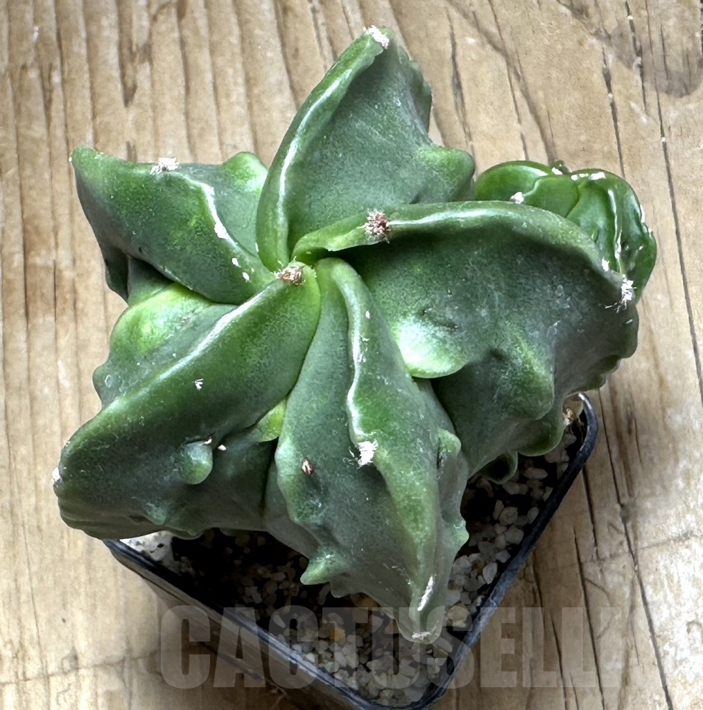 SHPR30967 Astrophytum myriostigma ‘Fukuryu’ - Image 2