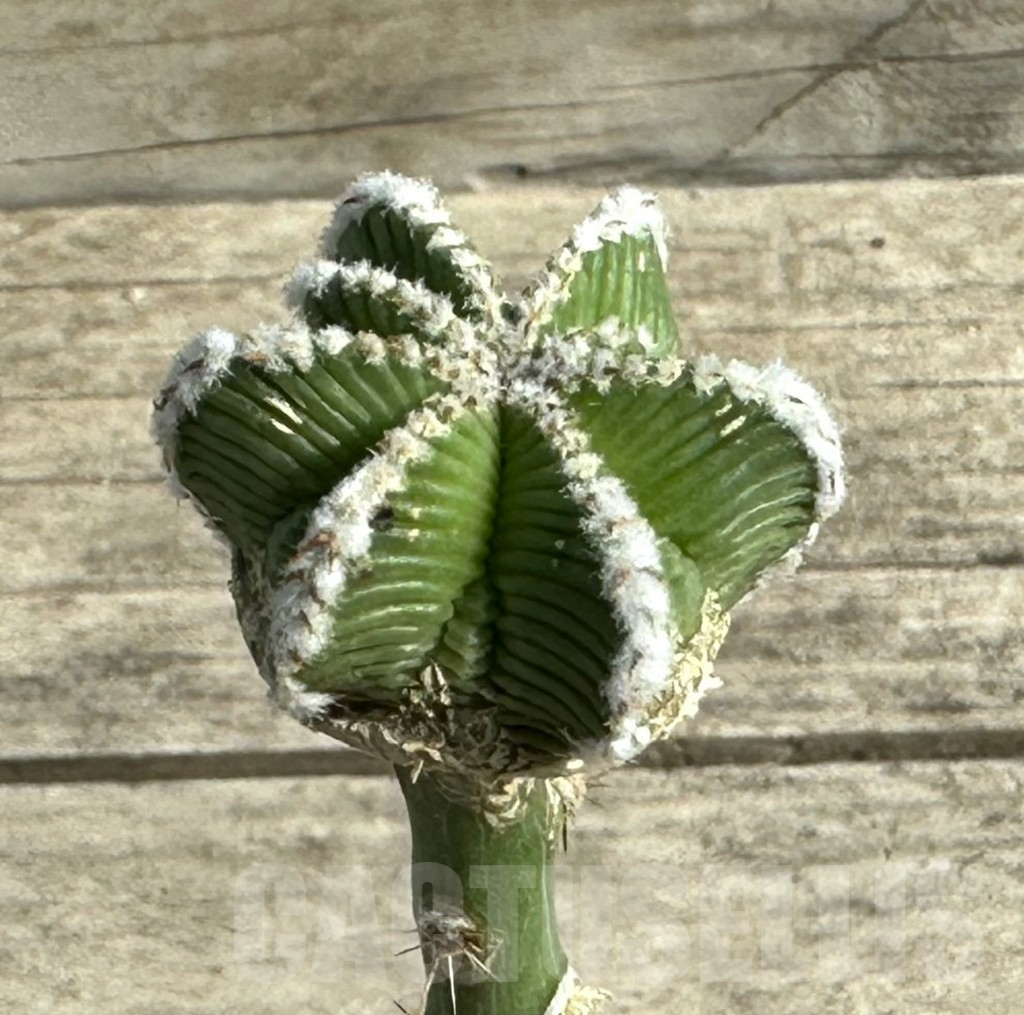 SHPR30969 Aztekium hintonii VM 148, seedling