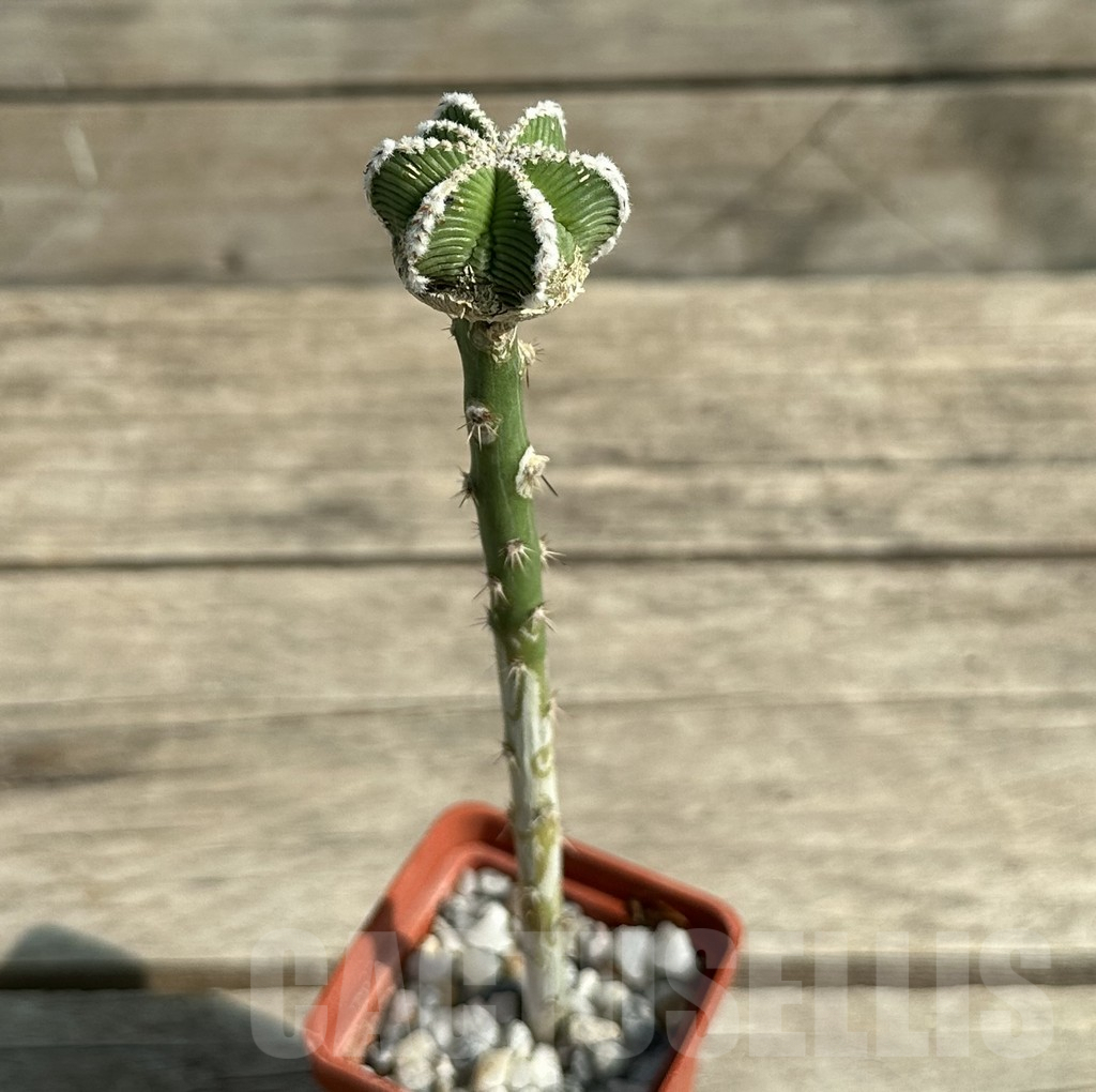 SHPR30969 Aztekium hintonii VM 148, seedling - Obrázek 2