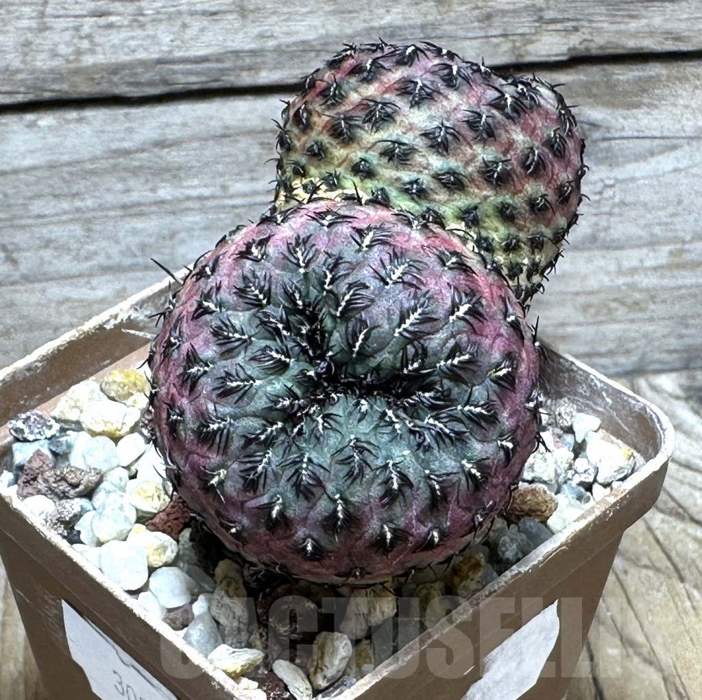 SHPR30971 Sulcorebutia rauschii G 155A