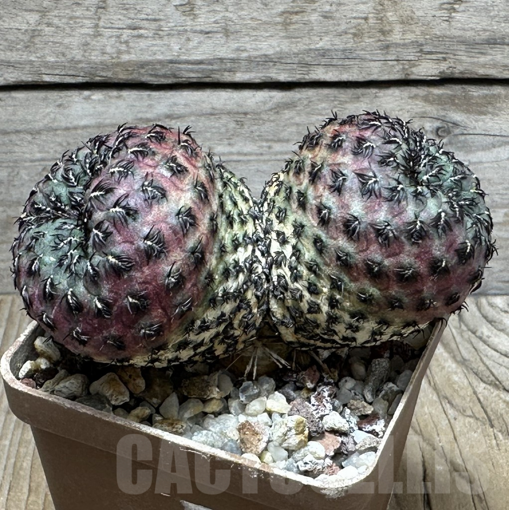 SHPR30971 Sulcorebutia rauschii G 155A - Obrázek 2