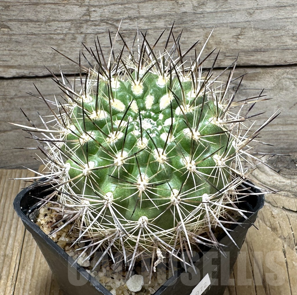 SHPR30972 Neoporteria coimasensis