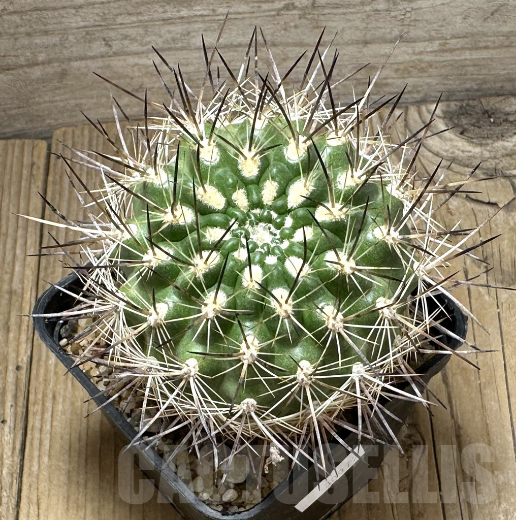 SHPR30972 Neoporteria coimasensis - Imagen 2