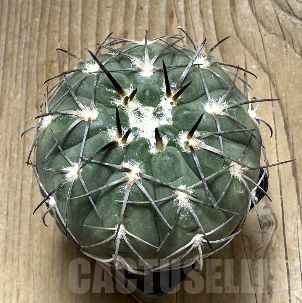 SHPR30973 Gymnocalycium spegazzinii - Imagen 2
