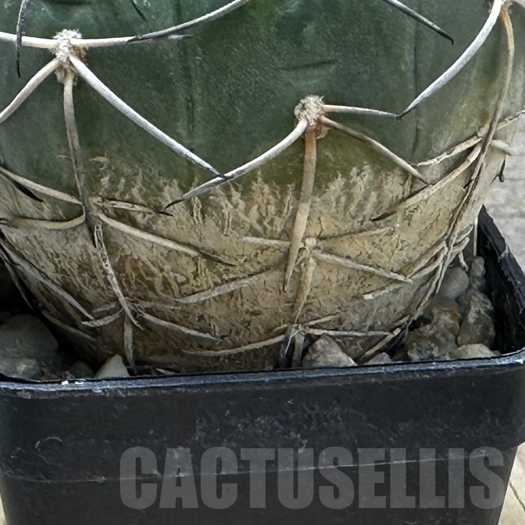 SHPR30973 Gymnocalycium spegazzinii - Imagen 3