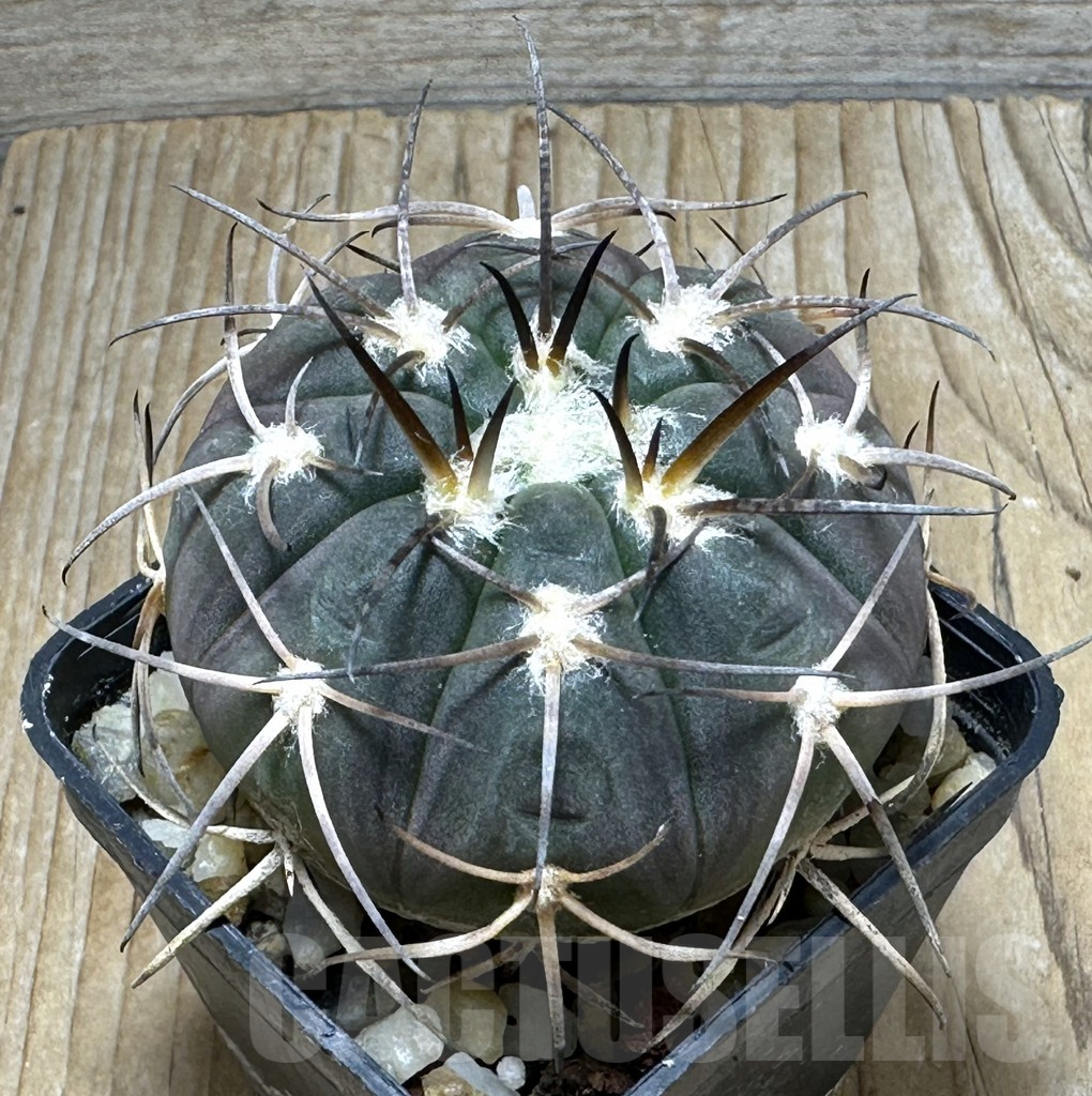 SHPR30975 Gymnocalycium spegazzinii TOM 80/1